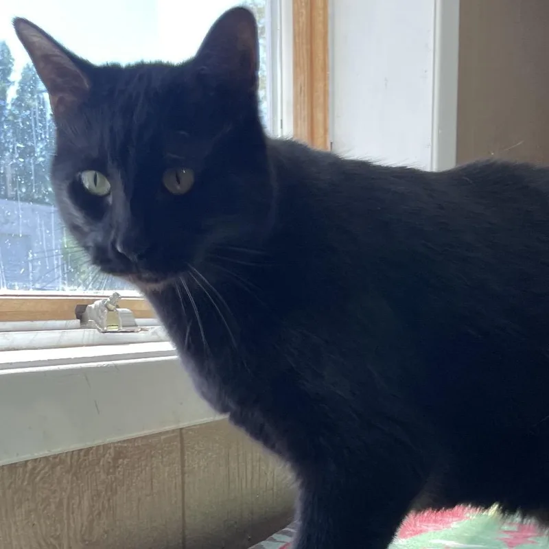 An adult medium-sized female Black Domestic Short Hair cat named Princess for adoption in Marion, IL