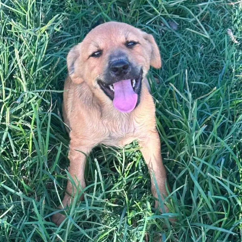 A baby medium-sized male Brown / Chocolate Australian Cattle Dog / Blue Heeler dog named Felix CI for adoption in Austin, TX