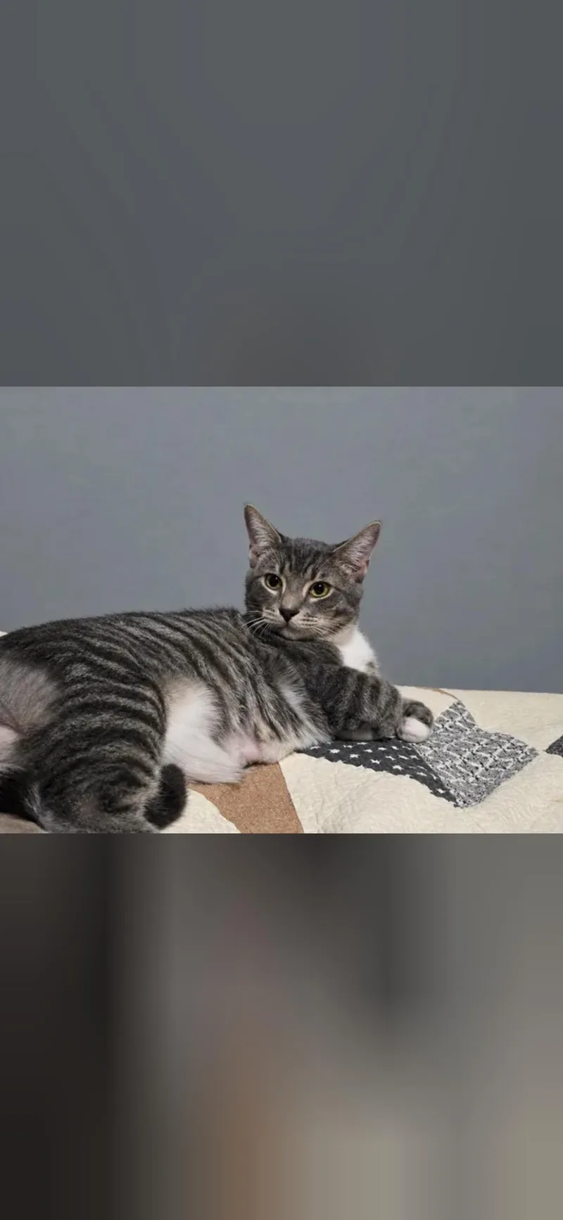 A baby small-sized male Domestic Short Hair cat named Ziggy for adoption in Mint Hill, NC