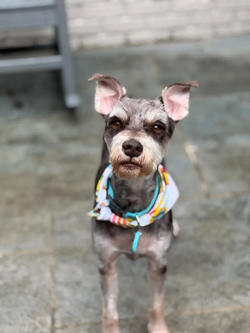 A young small-sized male Bicolor Miniature Schnauzer dog named FritzDignified Fun for adoption in Houston, TX