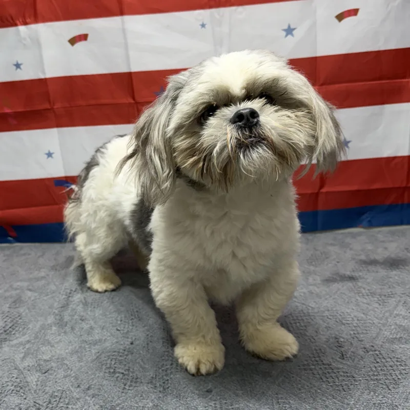 An adult small-sized male Gray / Blue / Silver Shih Tzu dog named Bentley for adoption in Urbana, OH