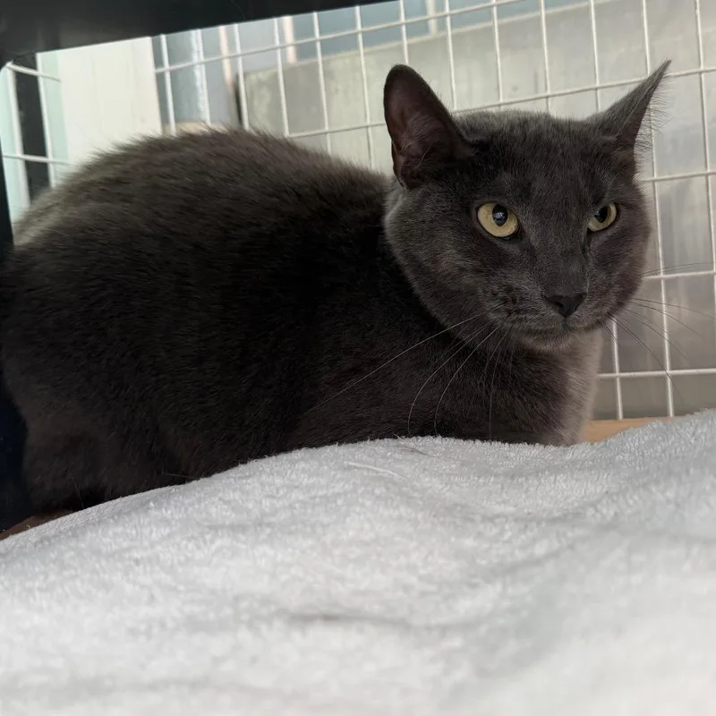 An adult medium-sized female Gray / Blue / Silver Domestic Short Hair cat named Coal for adoption in Chicago, IL