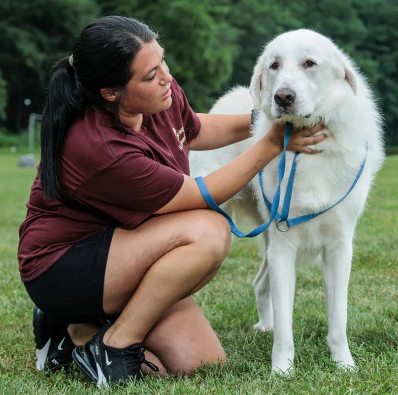 A young large-sized male Great Pyrenees dog named Sebastian for adoption in Chester Springs, PA