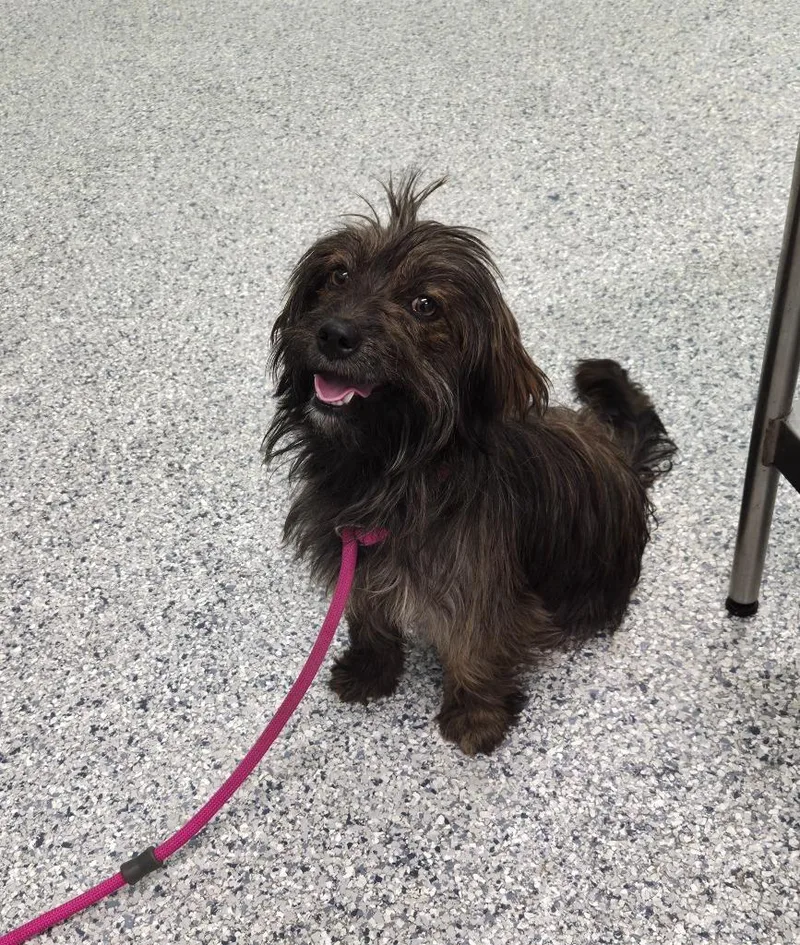A young small-sized female Terrier dog named Pixie for adoption in Athens, TN