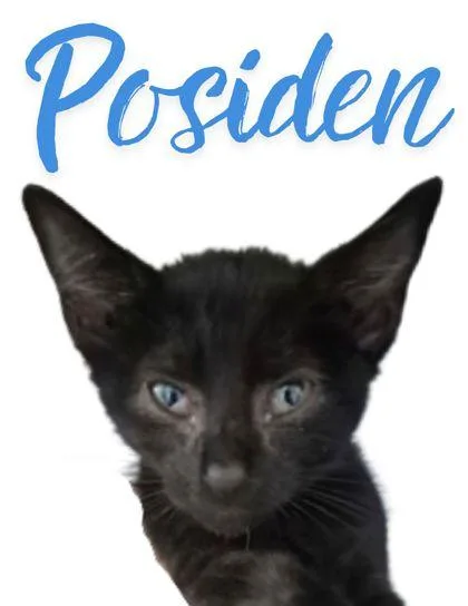 A young small-sized male Domestic Short Hair cat named Posiden for adoption in Columbus, IN