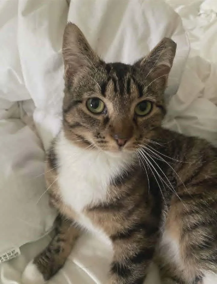 A young medium-sized female Tabby (Brown / Chocolate) Domestic Short Hair cat named Nala for adoption in Springfield, PA
