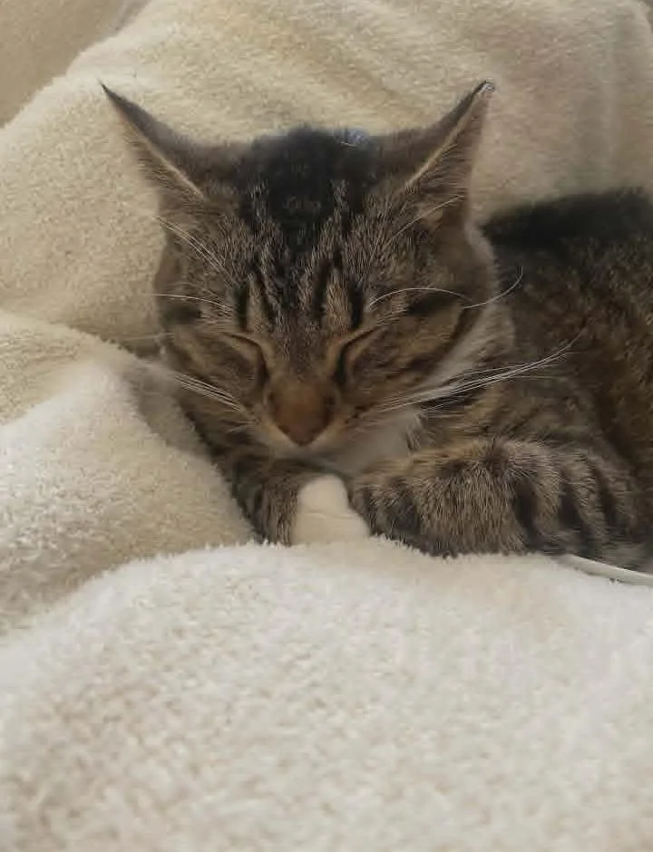 Nala thumbnail 2
