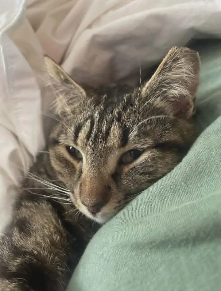 Nala thumbnail 3