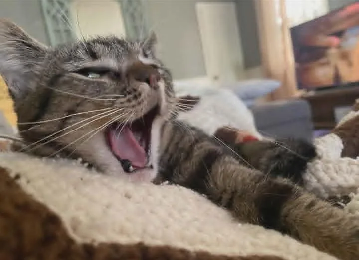 Nala thumbnail 5