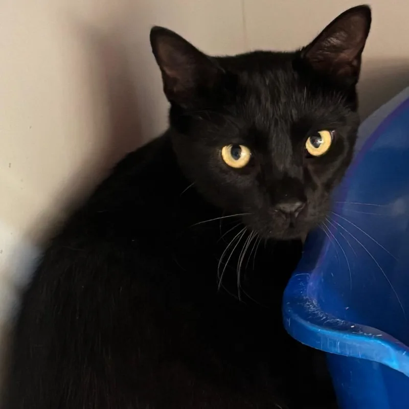 An adult medium-sized male Black Domestic Short Hair cat named Shadow for adoption in Sarasota, FL