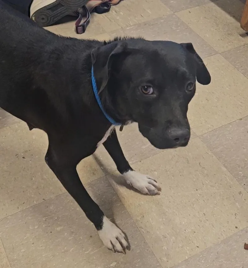 Honey Bear thumbnail 2