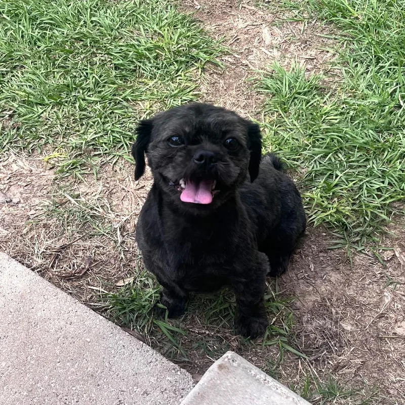 Sir Spencer thumbnail 2