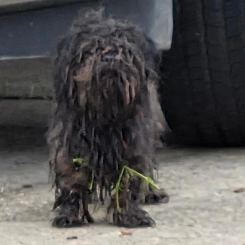 Sir Spencer thumbnail 3