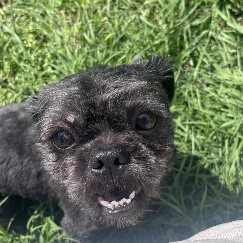 Sir Spencer thumbnail 5