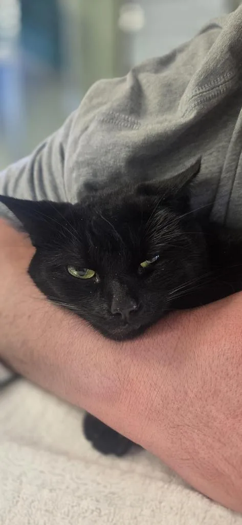 An adult medium-sized female Domestic Short Hair cat named Fortuna for adoption in Athens, OH