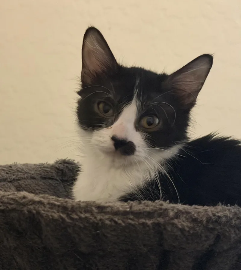 A baby small-sized female Domestic Medium Hair cat named Janet Snow for adoption in Chandler, AZ
