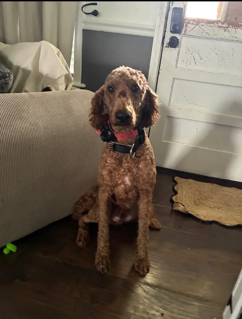 An adult medium-sized male Golden Goldendoodle dog named Buddy for adoption in Watertown, CT