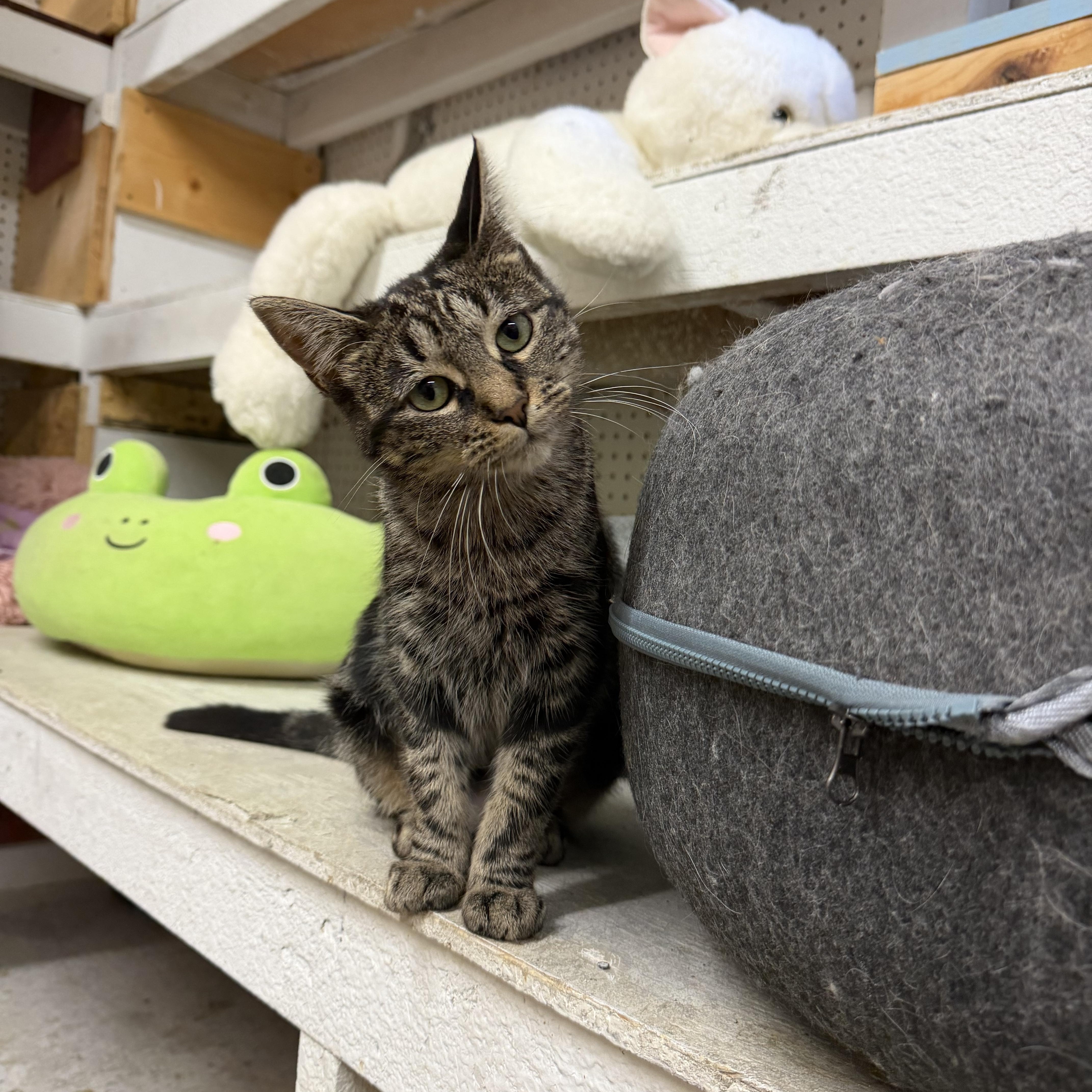 An adult small-sized female Tabby (Gray / Blue / Silver) Domestic Short Hair cat named Lucy for adoption in Mauston, WI