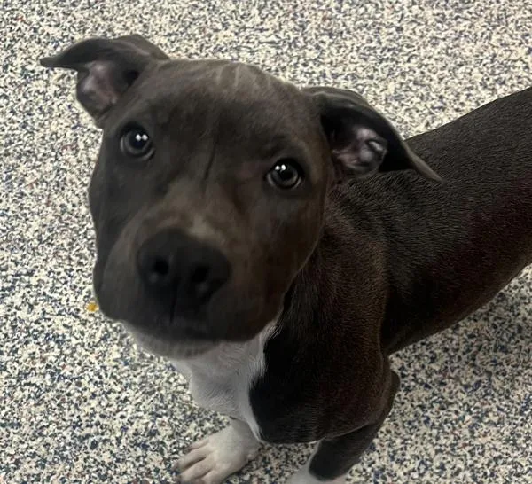 A baby medium-sized female Pit Bull Terrier dog named Rosie for adoption in Golden, CO