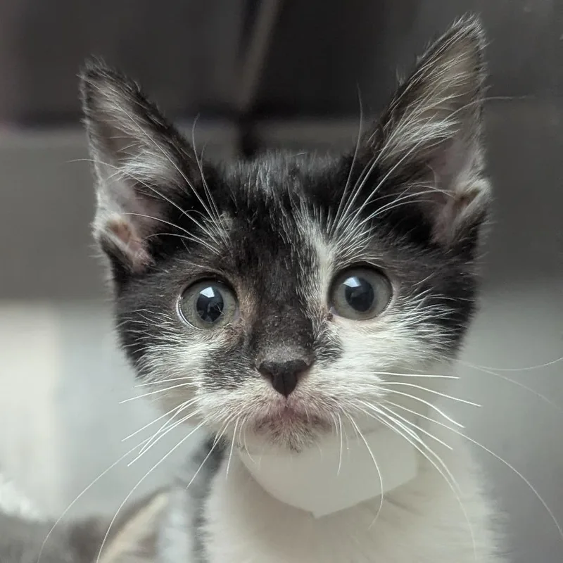 A baby small-sized female Black Domestic Short Hair cat named Miso for adoption in Evansville, IN