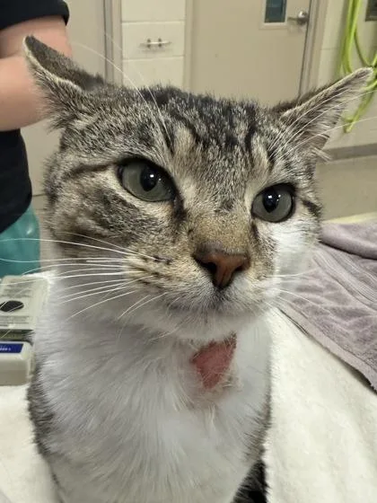 An adult medium-sized male Domestic Short Hair cat named Epi for adoption in Fishers, IN