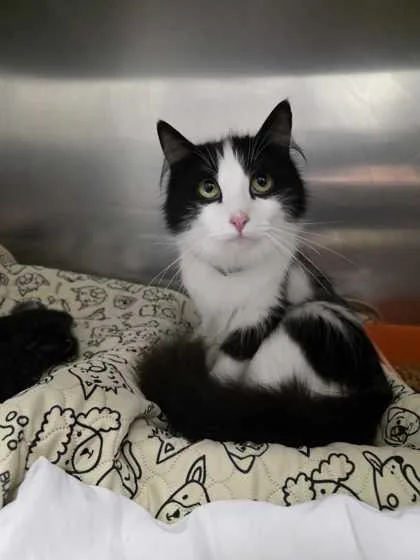 An adult medium-sized female Domestic Medium Hair cat named Wren for adoption in Sevierville, TN