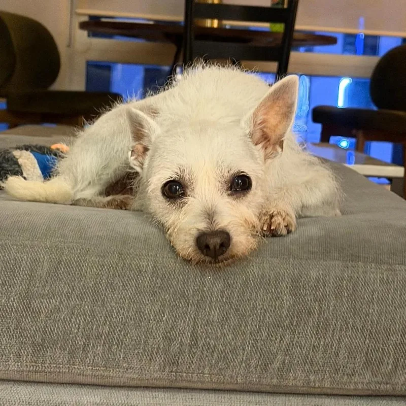 Willie thumbnail 3
