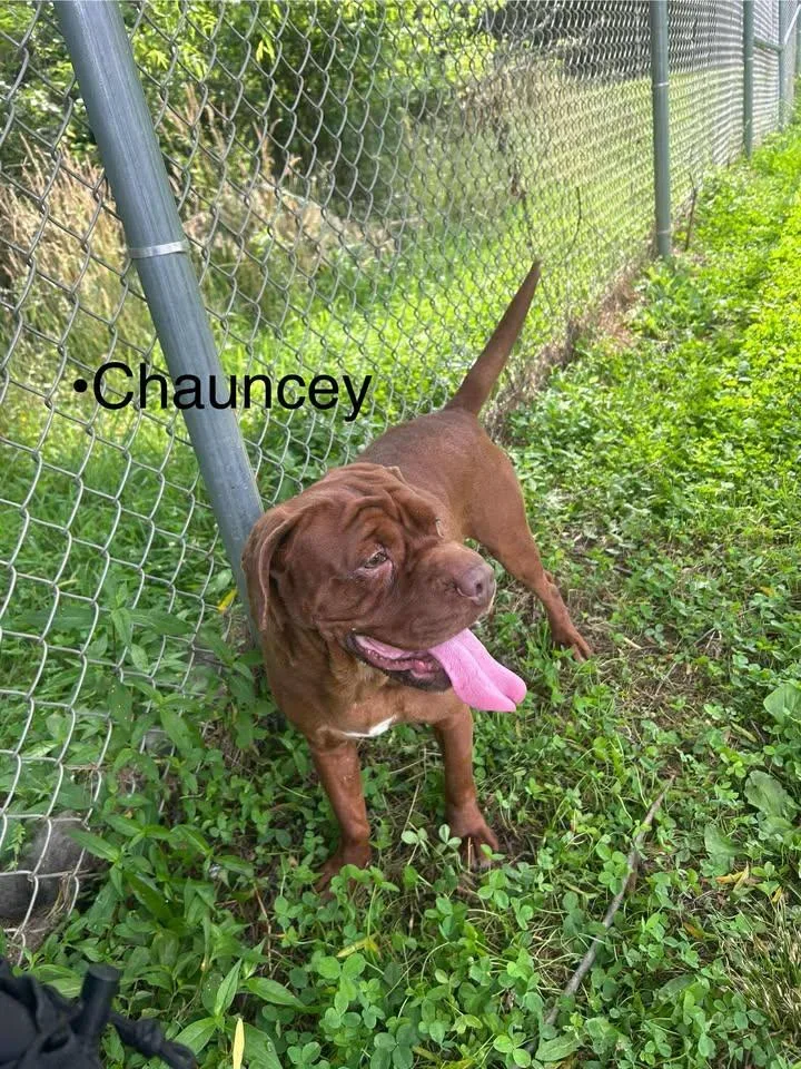 Chauncey thumbnail 2