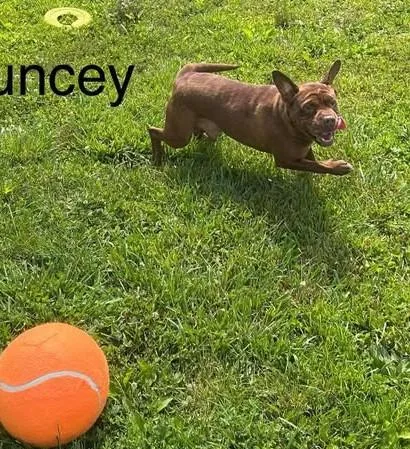 Chauncey thumbnail 3