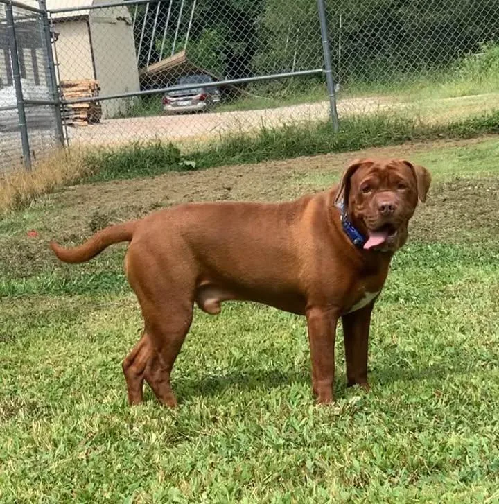 Chauncey thumbnail 4