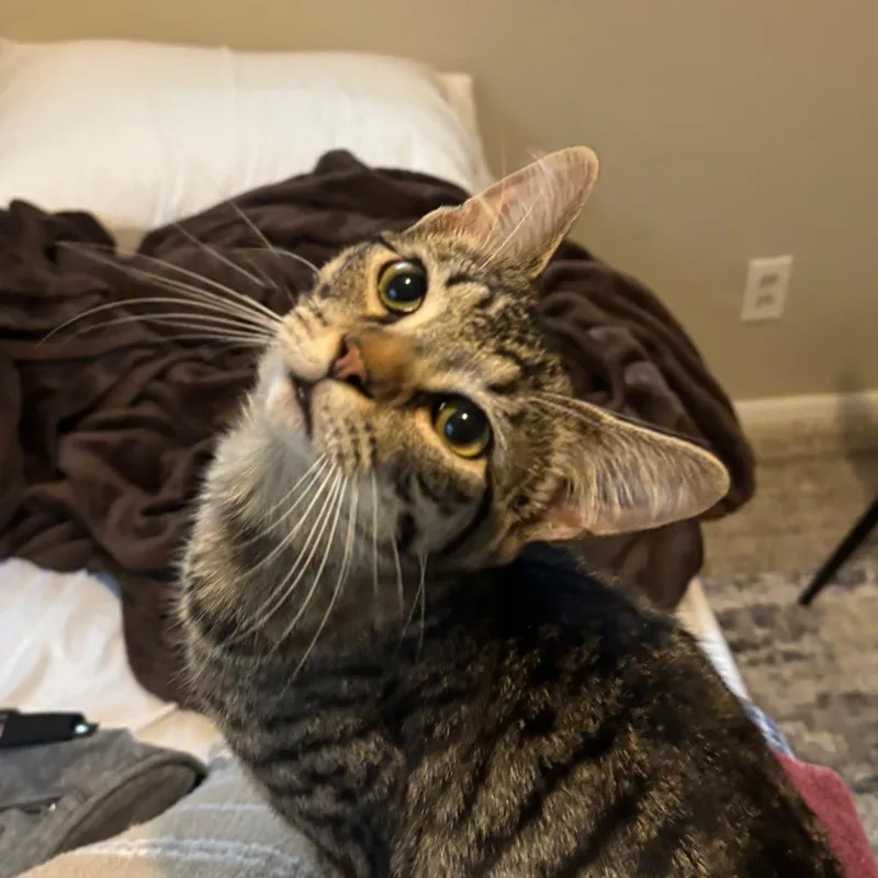 Phineas thumbnail 3