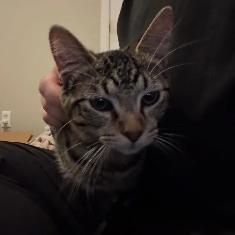 Phineas thumbnail 4