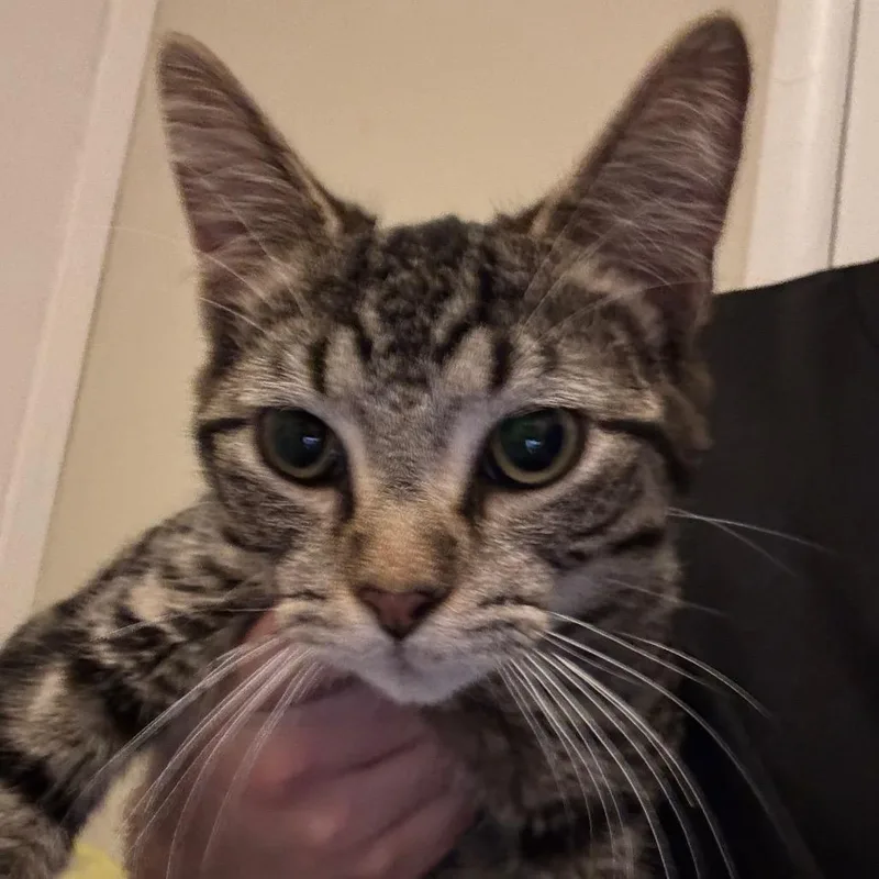Phineas thumbnail 5