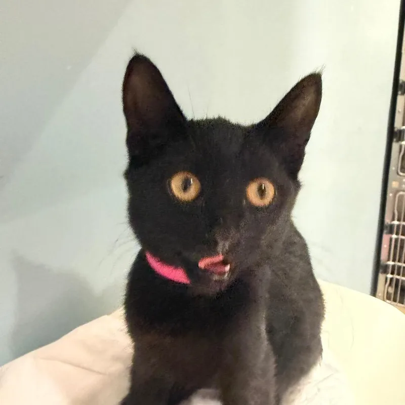 A baby small-sized female Black Domestic Short Hair cat named Scarlet for adoption in Chattanooga, TN