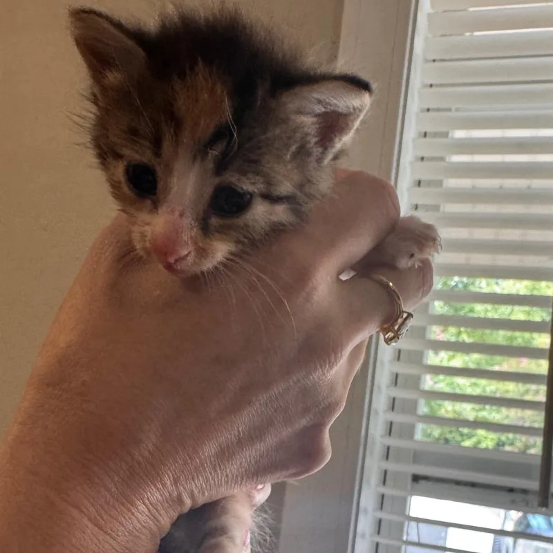 Ziva