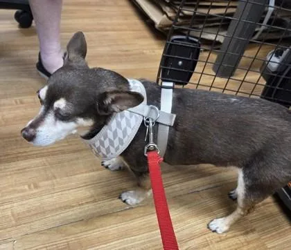 Benji