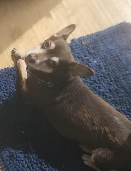Benji thumbnail 3