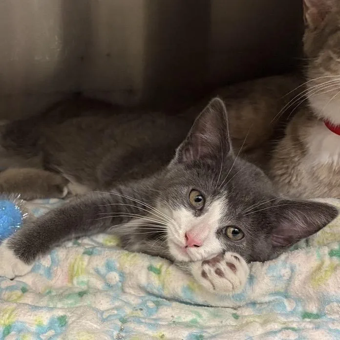 A baby small-sized male Gray / Blue / Silver Domestic Short Hair cat named Finn for adoption in Hamburg, NY