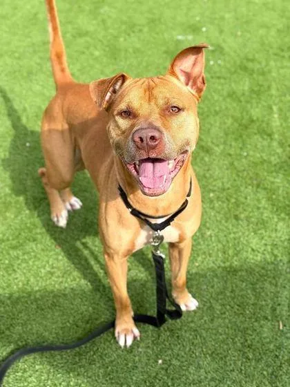 An adult large-sized male American Staffordshire Terrier dog named Steve for adoption in Daytona Beach, FL