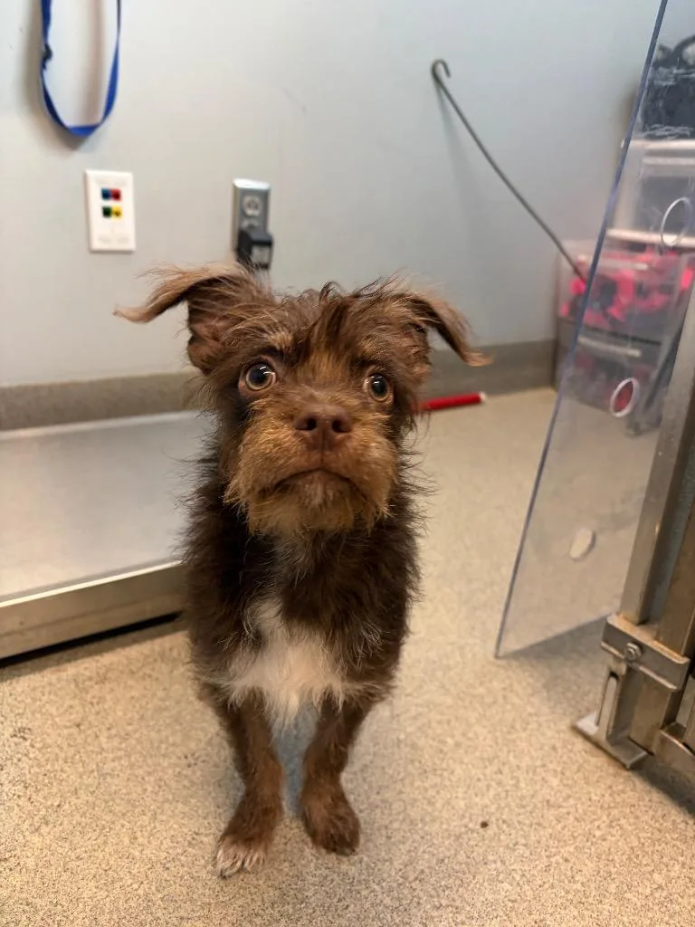 A baby medium-sized male Terrier dog named Scuttlebutt for adoption in Bloomington, IN