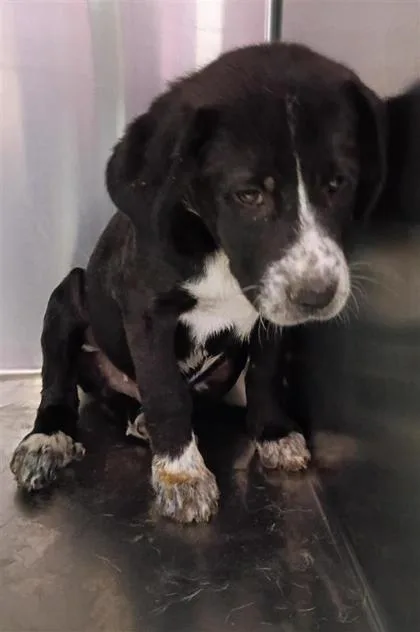 A baby medium-sized male Black Mixed Breed dog named 61128765 for adoption in El Paso, TX