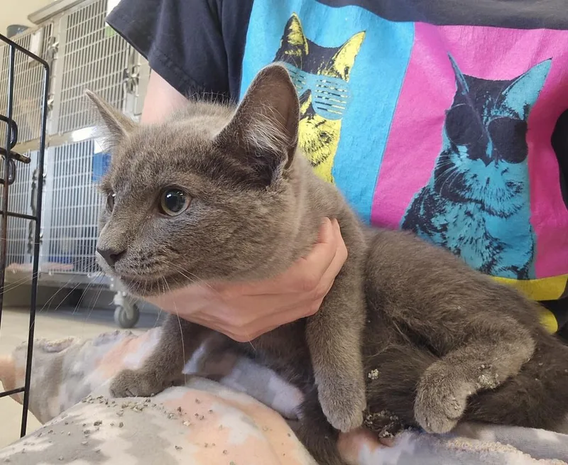 A young medium-sized male Domestic Short Hair cat named Rio for adoption in Dickson, TN