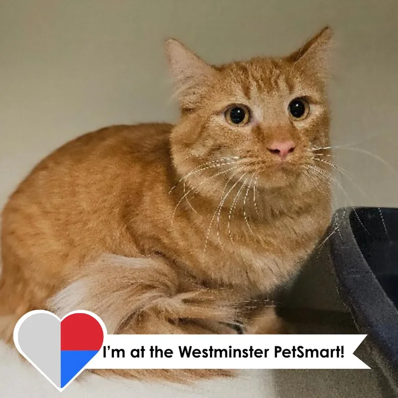 An adult medium-sized male Orange & White Domestic Medium Hair cat named Quasar for adoption in Fort Collins, CO