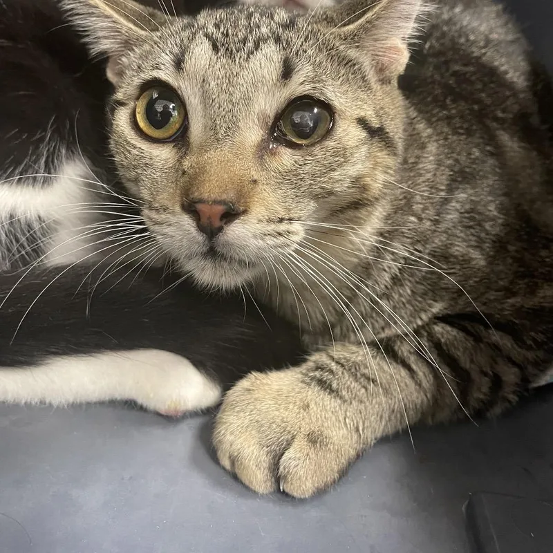 A baby medium-sized male Brown / Chocolate Domestic Short Hair cat named Gravy for adoption in Dickinson, TX