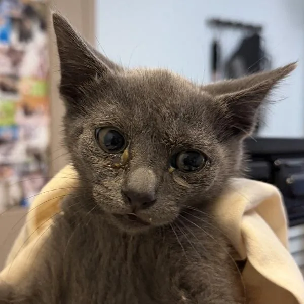 A baby small-sized male Domestic Short Hair cat named Working Cat Arbodar for adoption in San Diego, CA