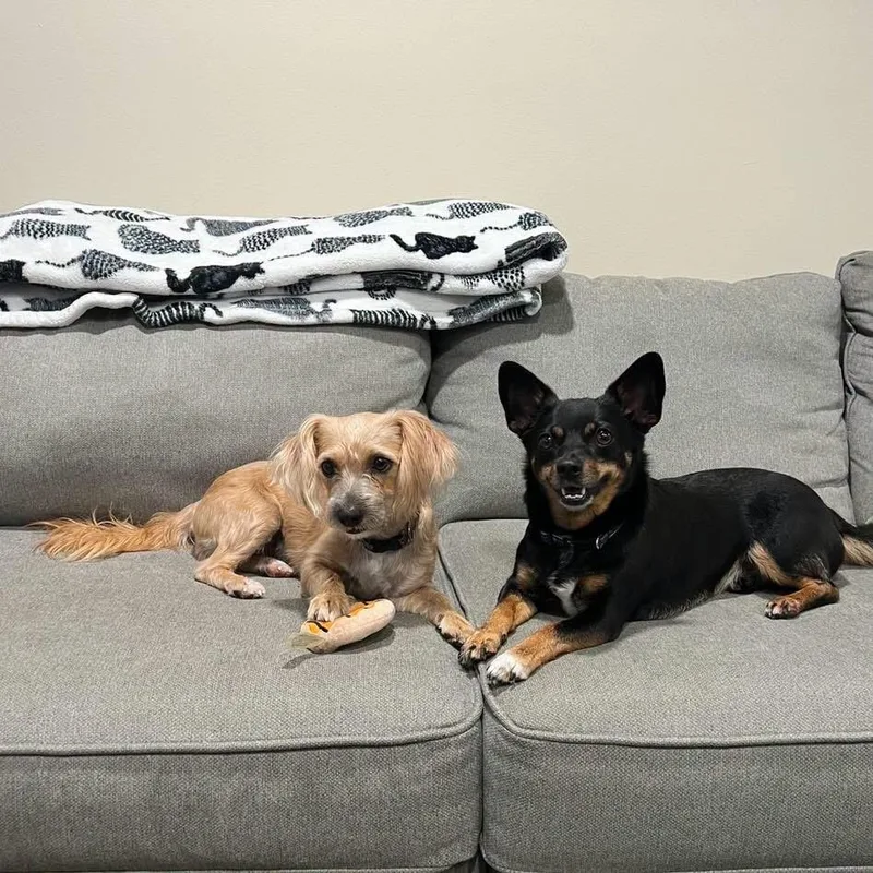 A young small-sized female Yellow / Tan / Blond / Fawn Mixed Breed dog named Lady for adoption in Yaphank, NY