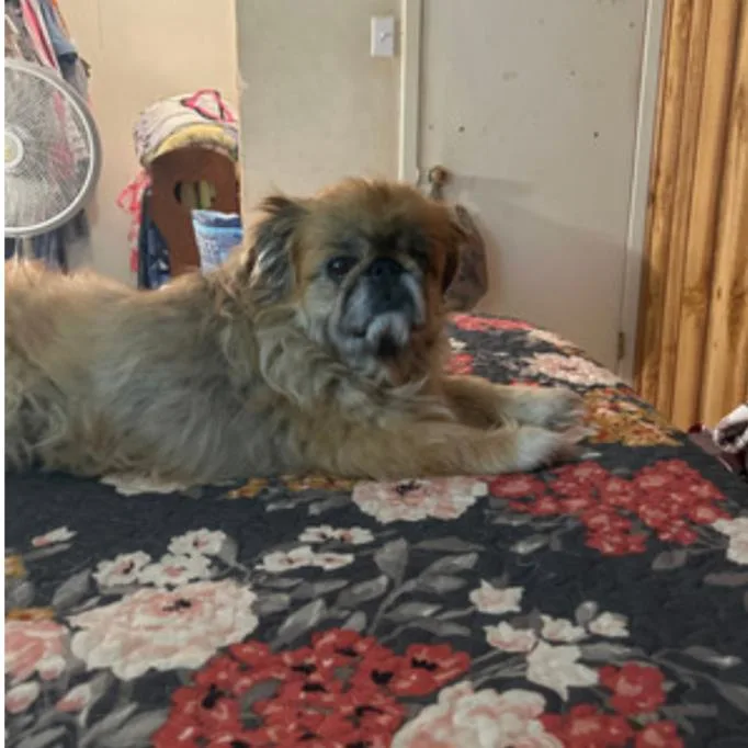 Princess Bella thumbnail 2