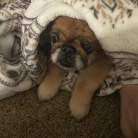 Princess Bella thumbnail 5