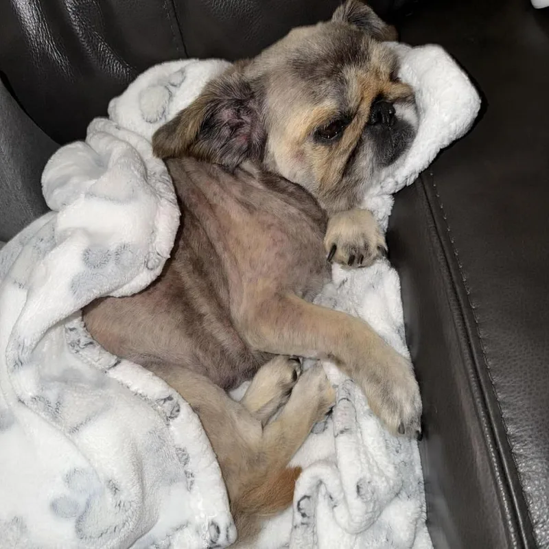 Princess Bella thumbnail 6