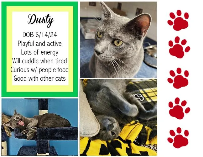 An adult medium-sized male Domestic Short Hair cat named Dusty for adoption in Longview, TX
